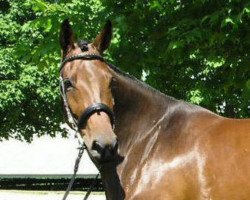 broodmare Honey (Oldenburg, 2001, from Hawathorne)