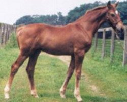 Pferd Berlioz (unbekannt,  , von Bugatti Hilltop)