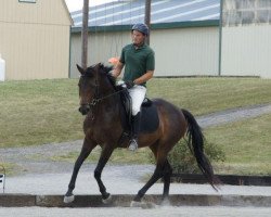 Pferd B'Elanna (Oldenburger, 2005, von Bugatti Hilltop)