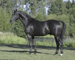 stallion Bugatti Hilltop (Hanoverian, 1998, from Bergamon)