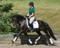 stallion Popeye (German Riding Pony, 2002, from FS Pour l'Amour)