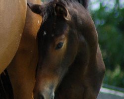 dressage horse Piccolina (American Riding Pony, 2008, from Popeye)