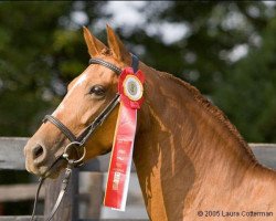 broodmare Eleganz (Oldenburg, 1996, from Art Deco)