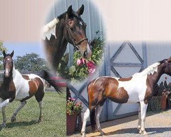 horse Decorative China Doll (American Warmblood, 1997, from Art Deco)