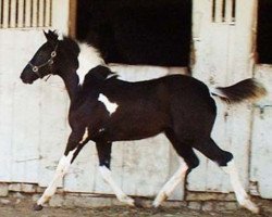 horse Secret Smile (Oldenburg, 2009, from Art Deco)