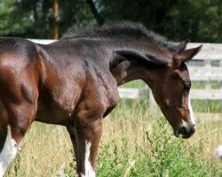 dressage horse Special Edition GES (Oldenburg, 2010, from Sempatico M)