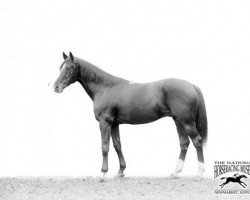 broodmare Malva xx (Thoroughbred, 1919, from Charles O'Malley xx)