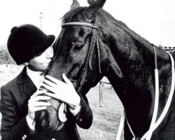 Pferd Minsk (Brasilianisches Reitpferd, 1984)