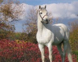 dressage horse Iron Man (Deutsches Sportpferd, 1992, from Inselfürst)