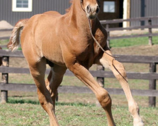 horse Ice Wine (Canadian Warmblood, 2007, from Iron Man)