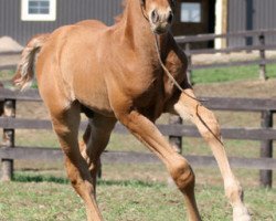 horse Ice Wine (Canadian Warmblood, 2007, from Iron Man)