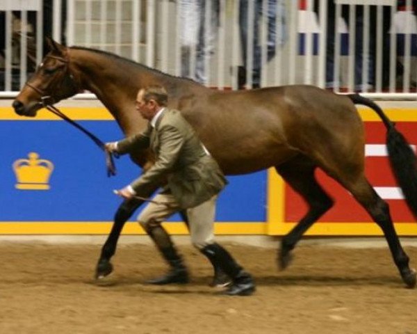 Zuchtstute Tangerine Tango (Kanadisches Warmblut, 2001, von Art Deco)