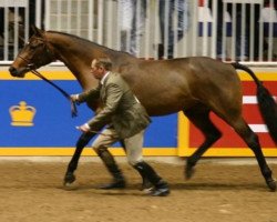 broodmare Tangerine Tango (Canadian Warmblood, 2001, from Art Deco)