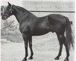 stallion March Past xx (Thoroughbred, 1950, from Petition xx)