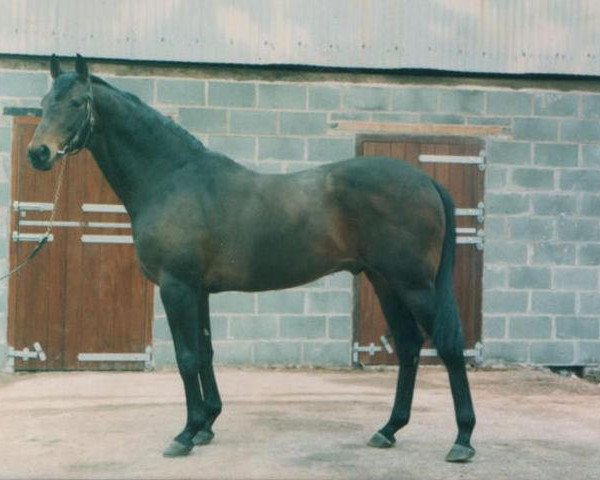 stallion Cruise Missile xx (Thoroughbred, 1976, from Bend A Bow xx)