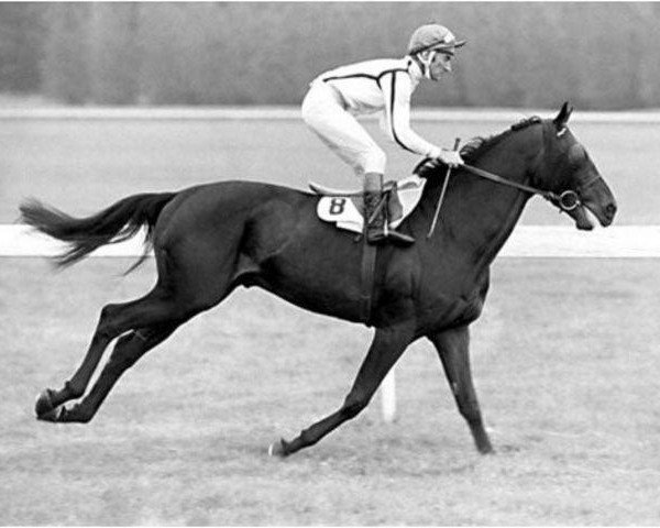 stallion Sousa xx (Thoroughbred, 1973, from March Past xx)