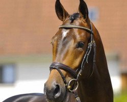 stallion Engadin (Oldenburg, 2007, from Embassy II)