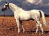 stallion Urbino (Swedish Warmblood, 1962, from Drabant)