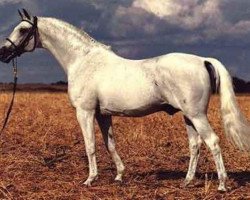 stallion Urbino (Swedish Warmblood, 1962, from Drabant)