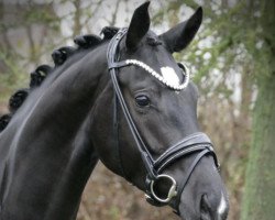 dressage horse So Edel (Oldenburg, 2018, from Sensation)