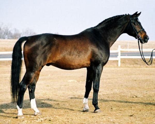 Deckhengst Galapard 9038 (Schwedisches Warmblut, 1988, von Leopard)