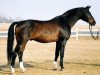 stallion Galapard 9038 (Swedish Warmblood, 1988, from Leopard 590 SWE)