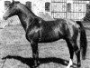 stallion Leopard 590 SWE (Swedish Warmblood, 1975, from Urbino)