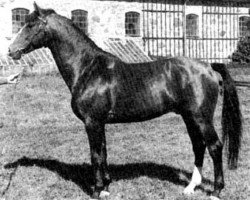 Deckhengst Leopard (Schwedisches Warmblut, 1975, von Urbino)