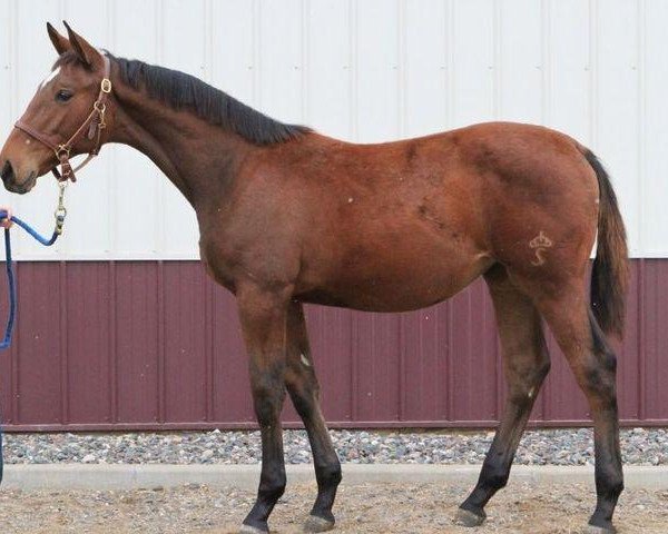 Pferd Four Oaks Paprika (Schwedisches Warmblut, 2012, von Utah van Erpekom)