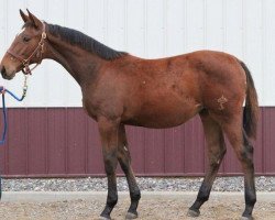 Pferd Four Oaks Paprika (Schwedisches Warmblut, 2012, von Utah van Erpekom)