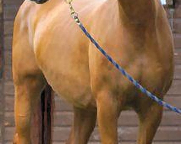 Zuchtstute Junes Lady (Irish Sport Horse,  , von Gypsy Duke)