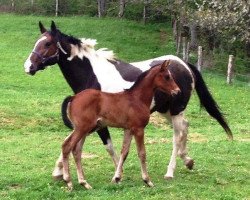 broodmare Taquine Line (Selle Français, 2007, from Utah van Erpekom)