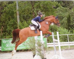 jumper Berry Barista (Hanoverian, 2005, from Belissimo NRW)