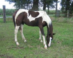 horse Derosa van Erpekom (Belgian Warmblood, 2010, from Utah van Erpekom)