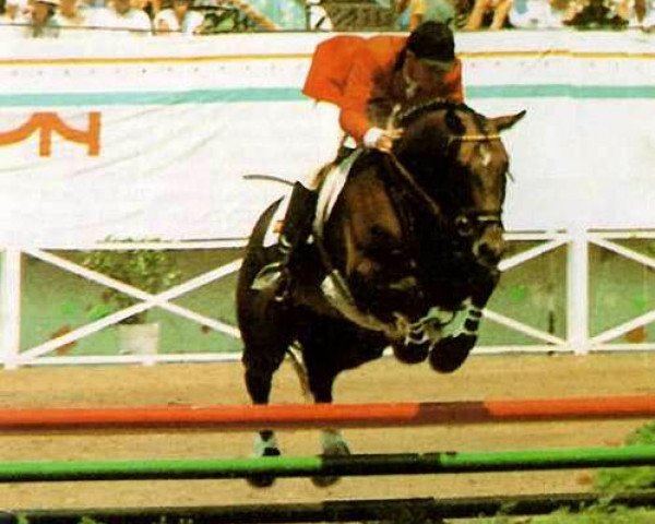 stallion Feinschnitt I (Hanoverian, 1974, from Wendekreis)