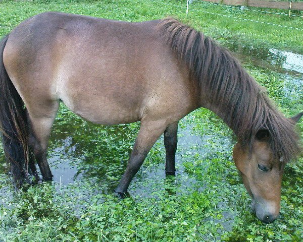 horse Coco (Iceland Horse Mix, 2010)