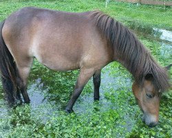 horse Coco (Iceland Horse Mix, 2010)