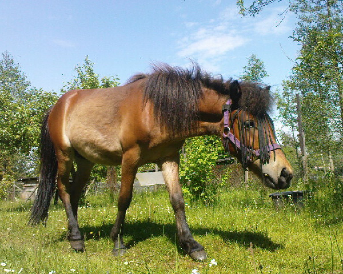 horse Sunny (Iceland Horse Mix, 2010)
