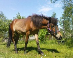 horse Sunny (Iceland Horse Mix, 2010)