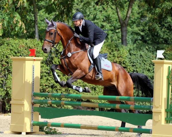 jumper Chaccolino (Oldenburg show jumper, 2007, from Chacco-Blue)