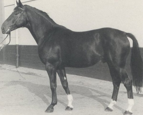 stallion Limburg (Hanoverian, 1972, from Lukas)