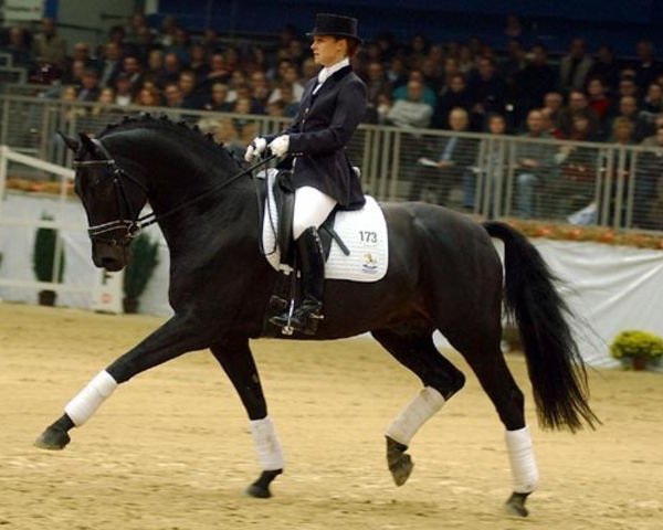 dressage horse Di Caprio (Hanoverian, 1996, from Davignon I)