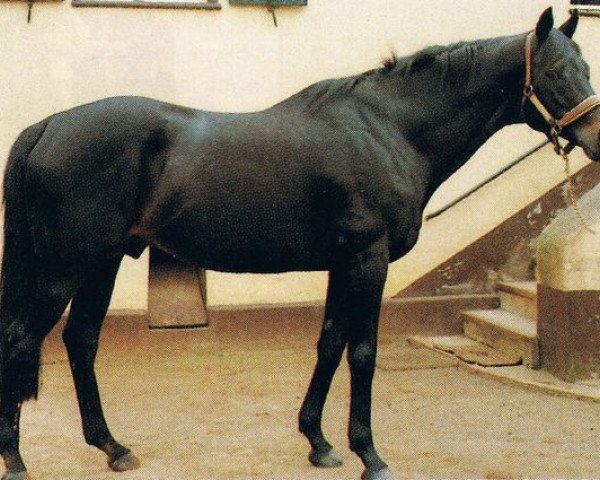 stallion Priamos xx (Thoroughbred, 1964, from Birkhahn xx)