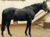 stallion Priamos xx (Thoroughbred, 1964, from Birkhahn xx)