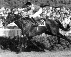 stallion Stuyvesant xx (Thoroughbred, 1973, from Priamos xx)