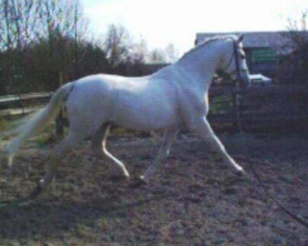 stallion Winckenburgh (Dutch Warmblood, 1980, from Stuyvesant xx)