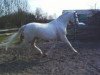 stallion Winckenburgh (KWPN (Royal Dutch Sporthorse), 1980, from Stuyvesant xx)