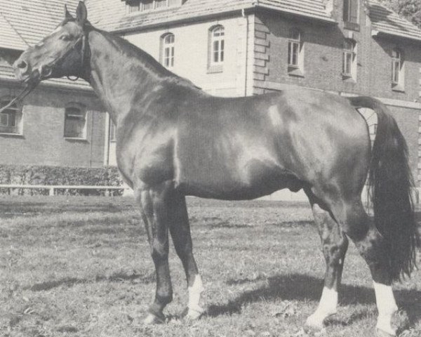stallion Leutnant (Hanoverian, 1968, from Lukas)