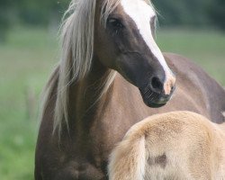 Zuchtstute Sunshine Lady (Deutsches Reitpony, 2000, von Galant)