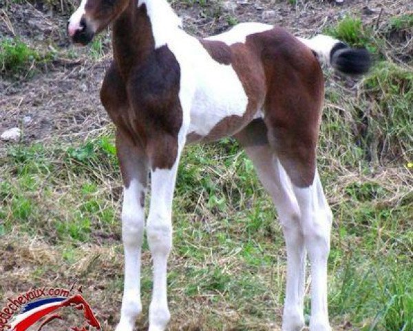 broodmare Uta de Pommeriaz (Selle Français, 2008, from Utah van Erpekom)